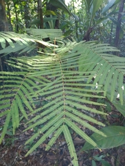 Parkia pendula