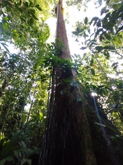 Parkia pendula
