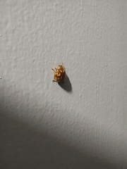 Neocalvia cayennensis