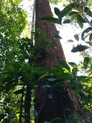 Parkia pendula