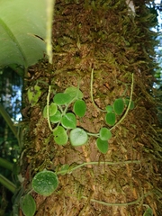 Peperomia pseudohirta