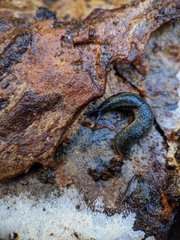 Arion hortensis