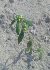Spermacoce densiflora