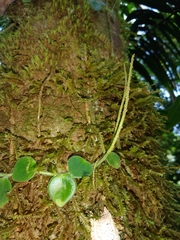 Peperomia pseudohirta