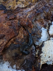 Arion hortensis