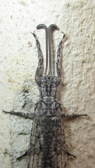 Centroclisis
