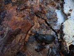 Arion hortensis