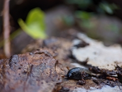 Arion hortensis