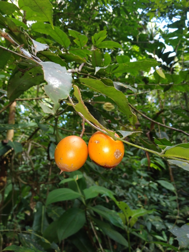 Lacmellea panamensis (Cerillo Tree)