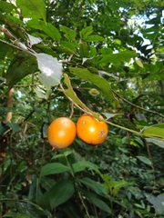 Lacmellea panamensis