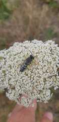 Zyzzyx chilensis