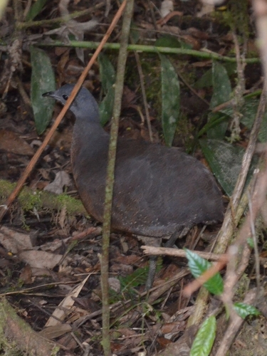 Hooded Tinamou (Nothocercus nigrocapillus), photo 3