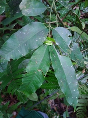 Lacmellea panamensis