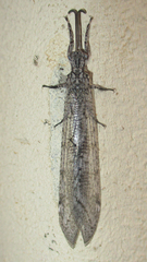 Centroclisis