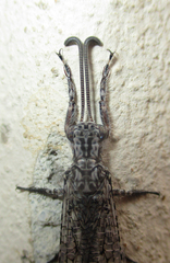 Centroclisis