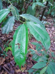 Caryodaphnopsis burgeri