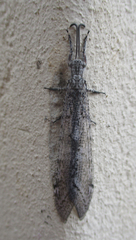 Centroclisis