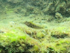 Parablennius postoculomaculatus