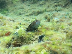 Parablennius postoculomaculatus