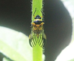 Colsa costaestriga