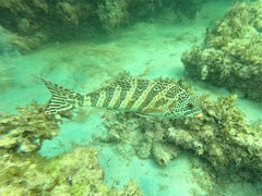 Goniistius rubrolabiatus