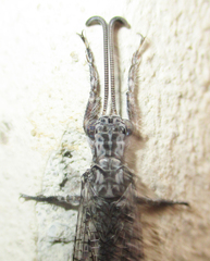 Centroclisis