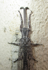 Centroclisis