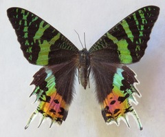 Chrysiridia rhipheus
