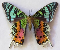 Chrysiridia rhipheus