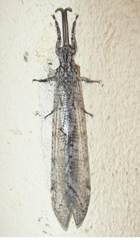 Centroclisis