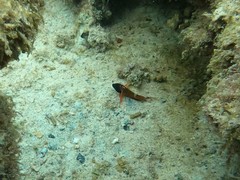 Enneapterygius larsonae