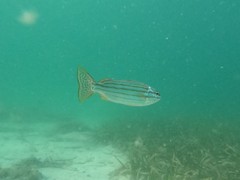 Helotes octolineatus