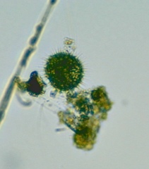 Heliozoa