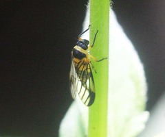 Colsa costaestriga