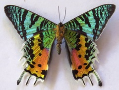 Chrysiridia rhipheus