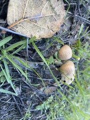 Psathyrella
