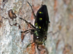 Chrysobothris capitata