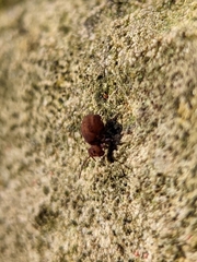 Symphypleona