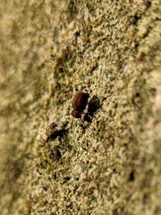 Symphypleona