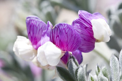 Lathyrus littoralis
