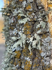 Ramalina fraxinea