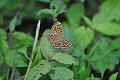 Takashia nana