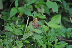 Takashia nana