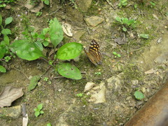 Dodona maculosa