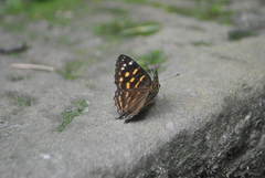 Dodona maculosa