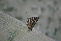 Dodona maculosa