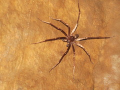 Brachypelma hamorii