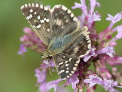 Pyrgus cirsii