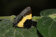 Arzecla taminella