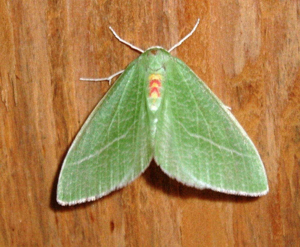 Chlorosea
